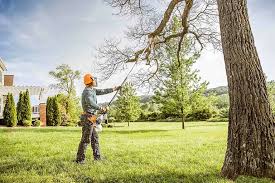 Best Tree Removal  in Ruidoso Downs, NM